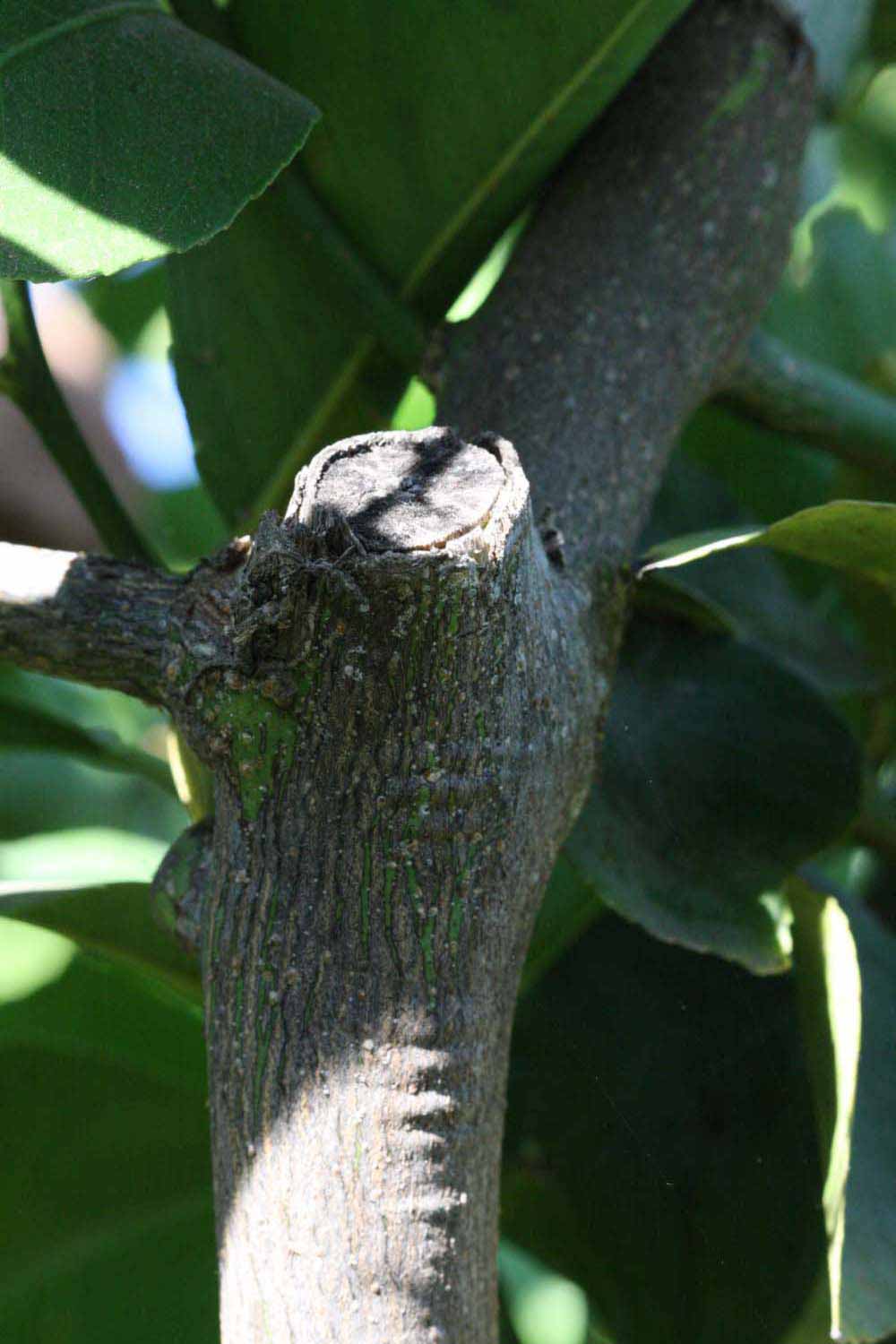              Second - third year twig (Riverside, CA)       